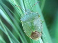 Palomena prasina, Gemeine Grüne Stinkwanze