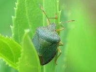 Palomena prasina, Gemeine Grüne Stinkwanze
