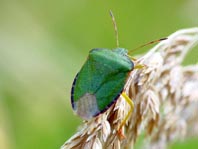 Palomena viridissima, Grüne Stinkwanze
