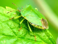 Palomena prasina, Gemeine Grüne Stinkwanze