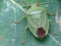 Palomena prasina, Gemeine Grüne Stinkwanze