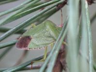 Palomena prasina, Gemeine Grüne Stinkwanze