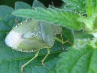 Palomena prasina, Gemeine Grüne Stinkwanze