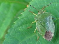Palomena prasina, Gemeine Grüne Stinkwanze