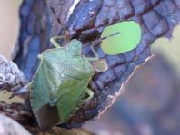 Palomena prasina, Gemeine Grüne Stinkwanze