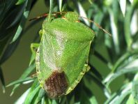 Palomena prasina, Gemeine Grüne Stinkwanze