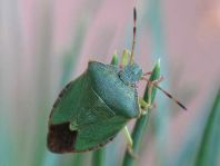 Palomena prasina, Gemeine Grüne Stinkwanze