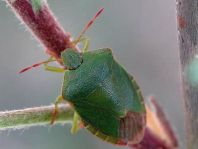 Palomena prasina, Gemeine Grüne Stinkwanze