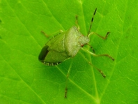 Palomena prasina, Gemeine Grüne Stinkwanze