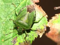 Palomena prasina, Gemeine Grüne Stinkwanze