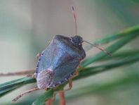 Palomena prasina, Gemeine Grüne Stinkwanze