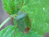 Palomena prasina, Gemeine Grüne Stinkwanze