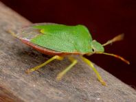Palomena prasina, Gemeine Grüne Stinkwanze