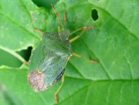 Palomena prasina, Gemeine Grüne Stinkwanze