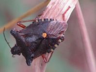 Rotbeinige Baumwanze, Pentatoma rufipes