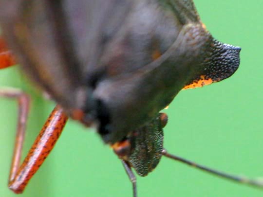 Rotbeinige Baumwanze, Pentatoma rufipes