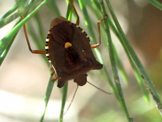 Rotbeinige Baumwanze, Pentatoma rufipes