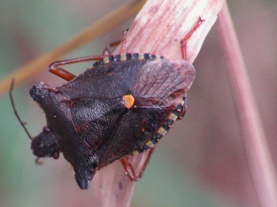 Rotbeinige Baumwanze, Pentatoma rufipes