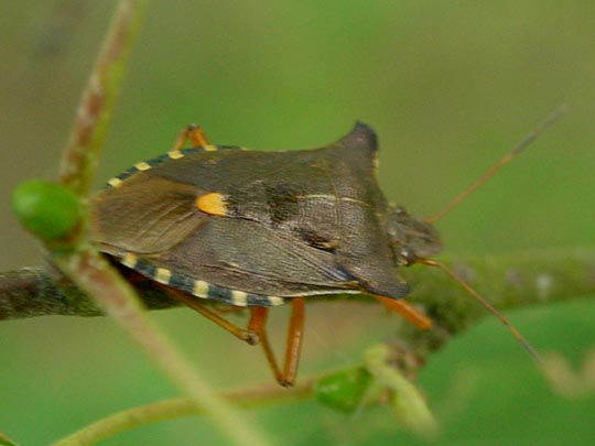 Rotbeinige Baumwanze, Pentatoma rufipes