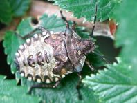 Rotbeinige Baumwanze, Pentatoma rufipes