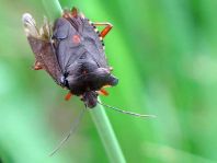 Rotbeinige Baumwanze, Pentatoma rufipes