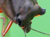 Rotbeinige Baumwanze, Pentatoma rufipes