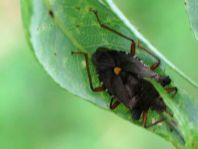 Rotbeinige Baumwanze, Pentatoma rufipes