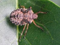 Rotbeinige Baumwanze, Pentatoma rufipes