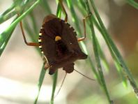 Rotbeinige Baumwanze, Pentatoma rufipes