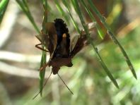 Rotbeinige Baumwanze, Pentatoma rufipes