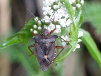 Rotbeinige Baumwanze, Pentatoma rufipes