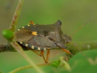 Rotbeinige Baumwanze, Pentatoma rufipes
