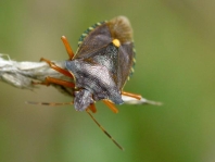 Rotbeinige Baumwanze, Pentatoma rufipes
