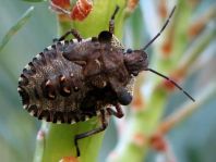 Rotbeinige Baumwanze, Pentatoma rufipes