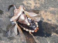 Rotbeinige Baumwanze, Pentatoma rufipes