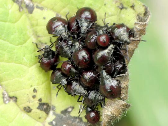 Picromerus bidens, Zweizähnige Dornwanze, Larve