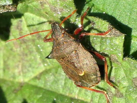 Picromerus bidens, Zweizähnige Dornwanze, Larve