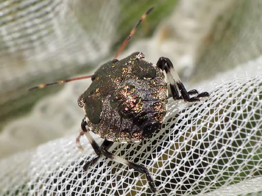 Picromerus bidens, Zweizähnige Dornwanze, Larve