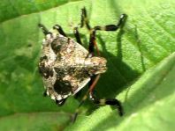 Picromerus bidens, Zweizähnige Dornwanze