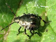 Picromerus bidens, Zweizähnige Dornwanze