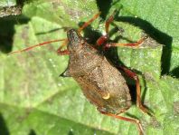 Picromerus bidens, Zweizähnige Dornwanze
