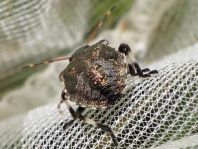 Picromerus bidens, Zweizähnige Dornwanze