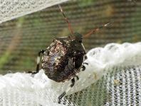 Picromerus bidens, Zweizähnige Dornwanze