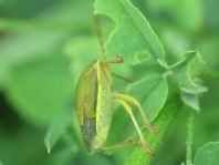 Piezodorus lituratus, Ginsterwanze