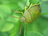 Piezodorus lituratus, Ginsterwanze