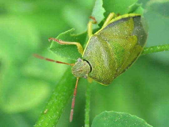Piezodorus lituratus, Ginsterwanze