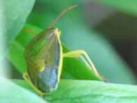Piezodorus lituratus, Ginsterwanze