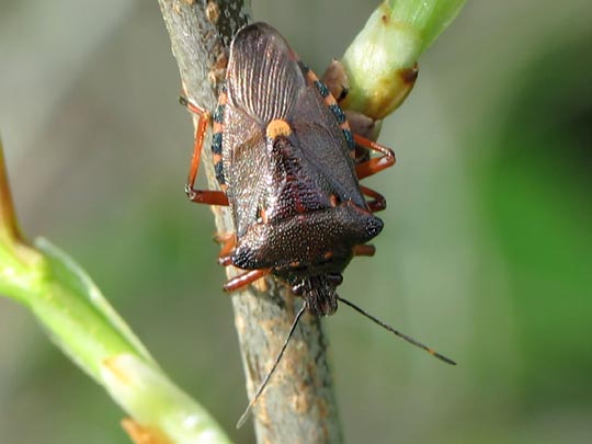 Pinthaeus sanguinipes