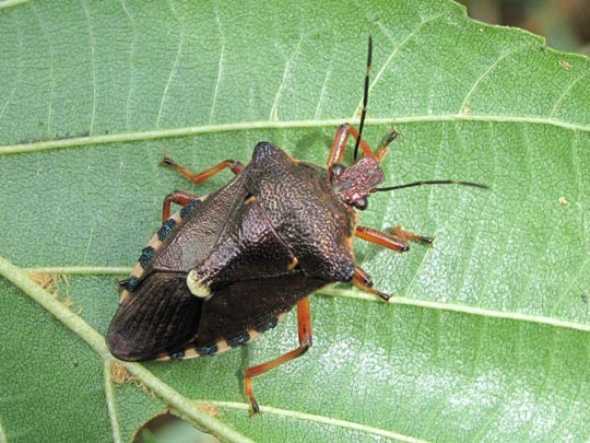 Pinthaeus sanguinipes