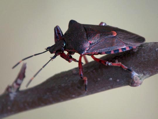 Pinthaeus sanguinipes